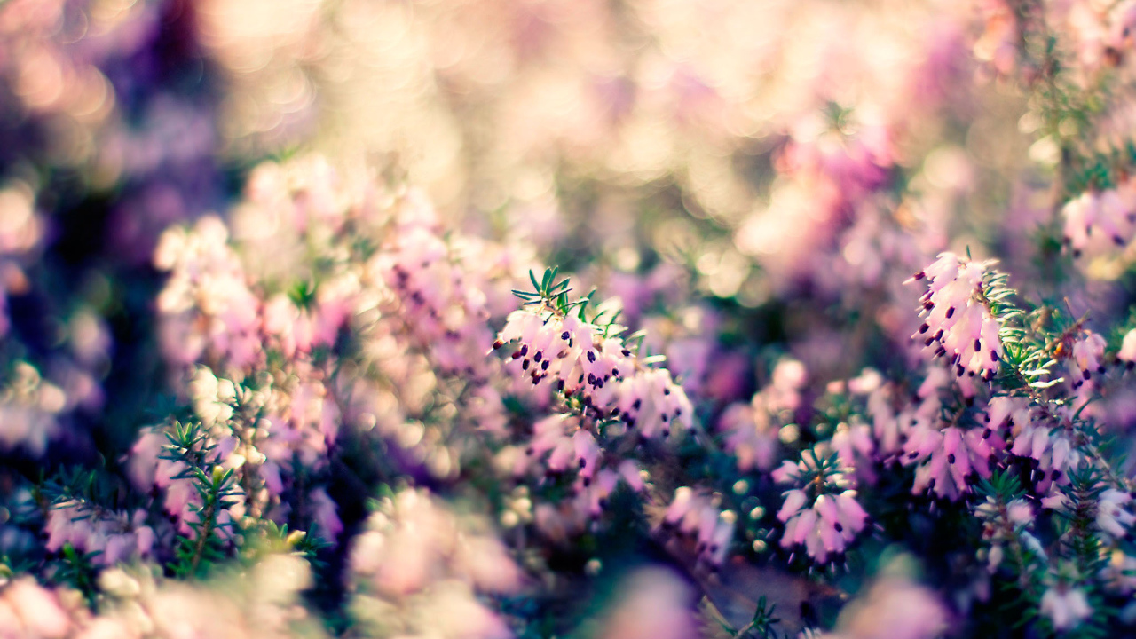 Растение с цветами