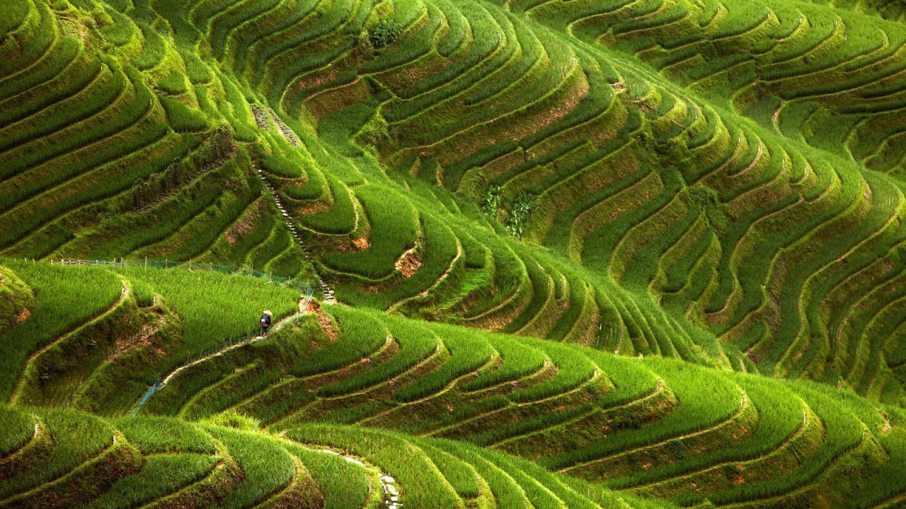 Чайные плантации в горах