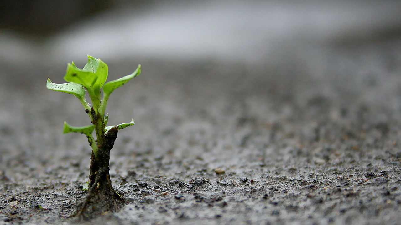Маленький зеленый росток