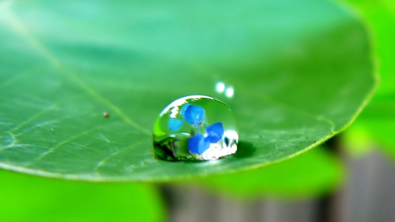 	   The reflection in the drop