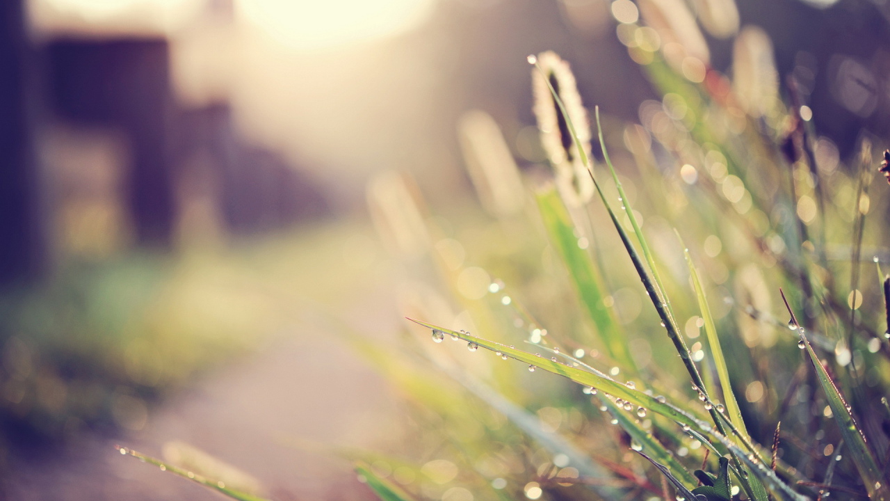 Капли воды на траве