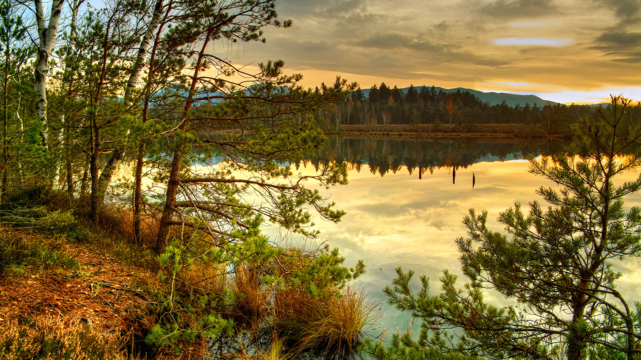 Лесное озеро на закате