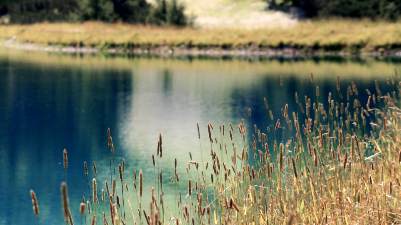 Растения на берегу озера