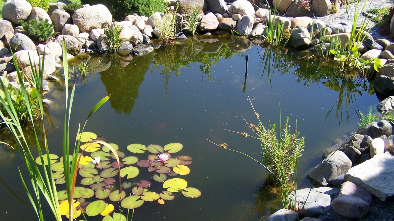 Пруд в саду