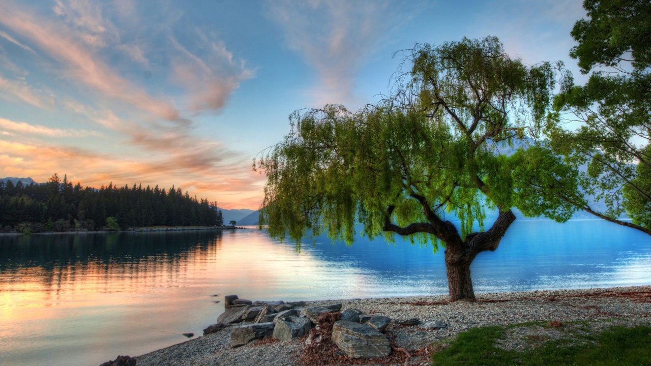 Дерево на берегу озера