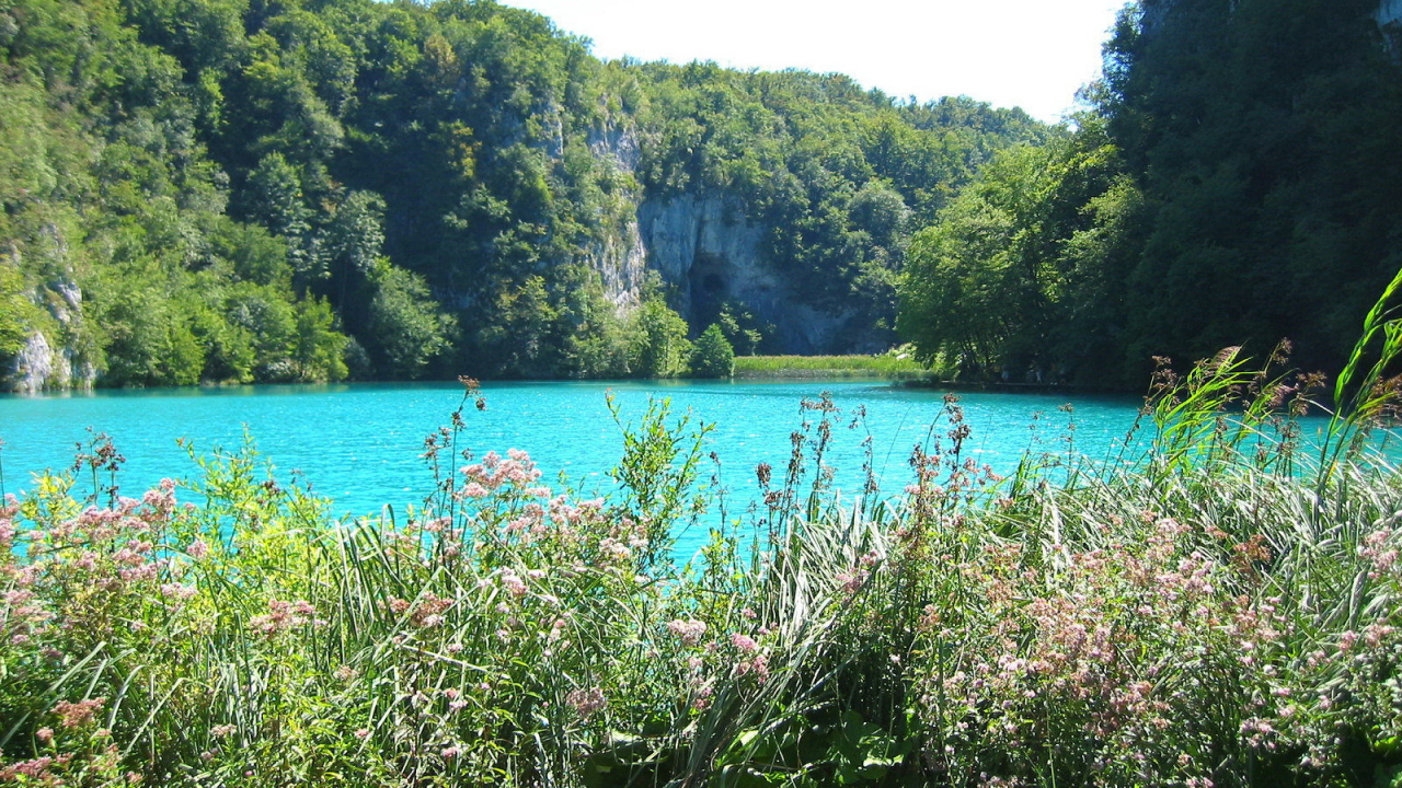 Трава на берегу озера
