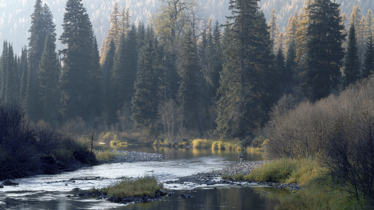 Река в лесу