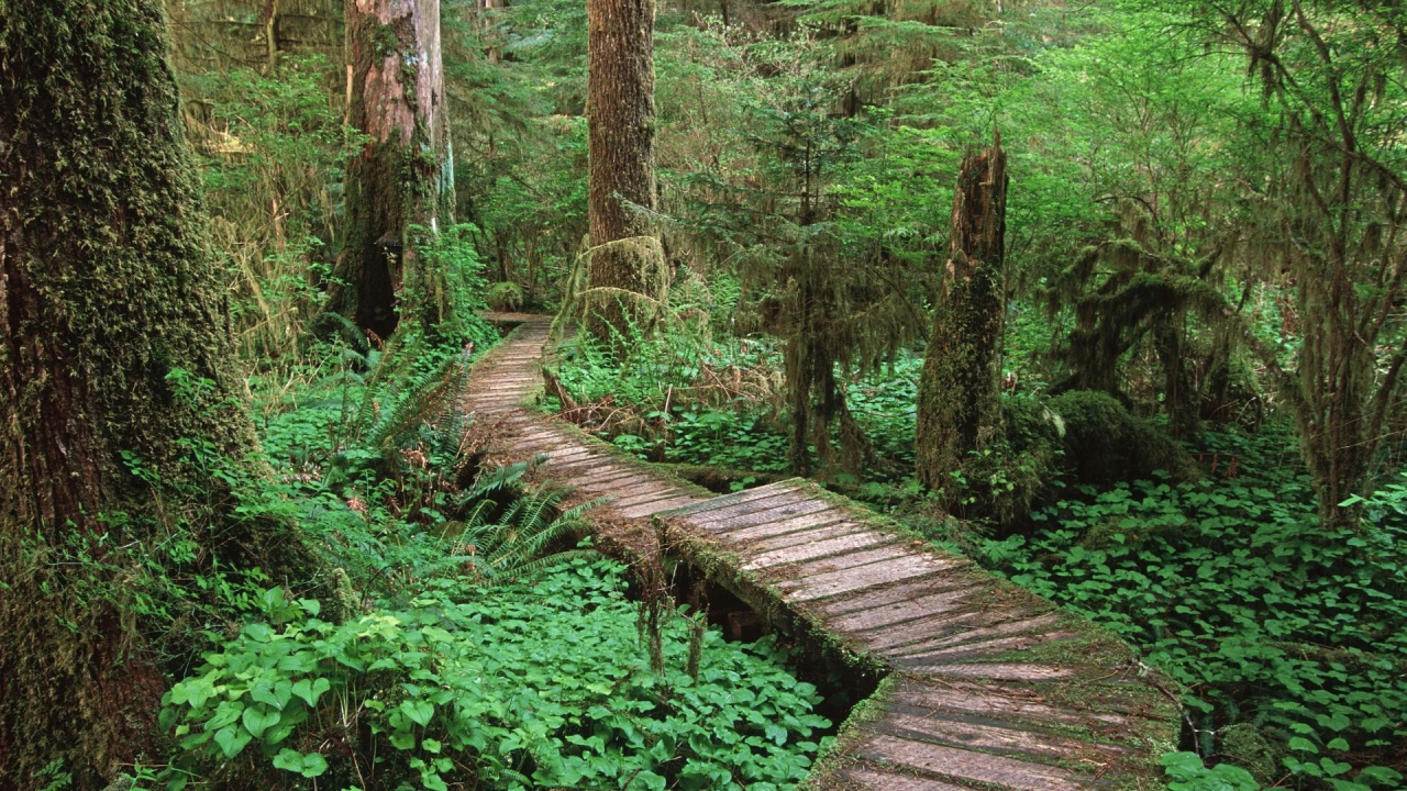 Дорога через болото