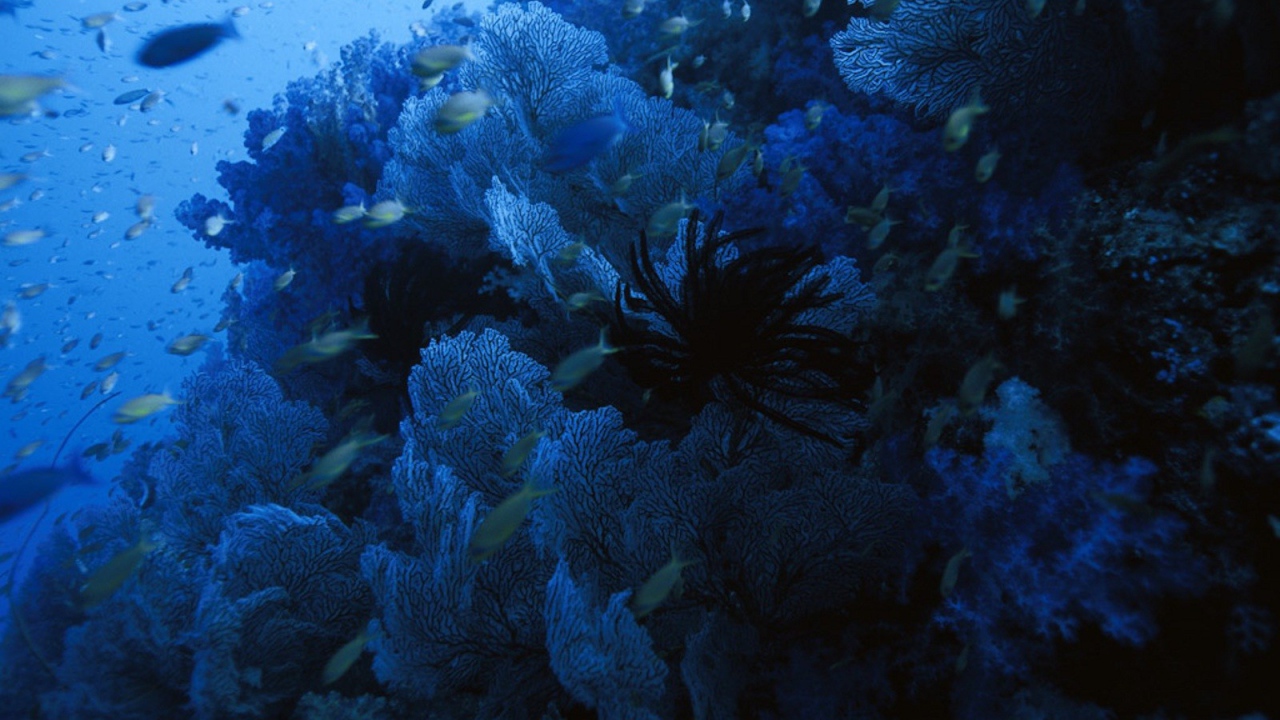 Голубое подводное царство