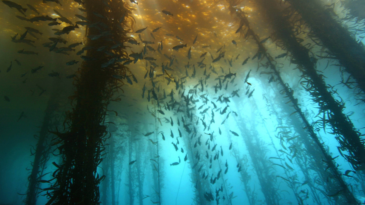 Подводный лес из водорослей