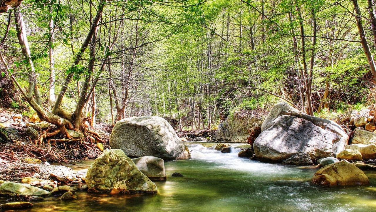 Река в осеннем лесу с камнями