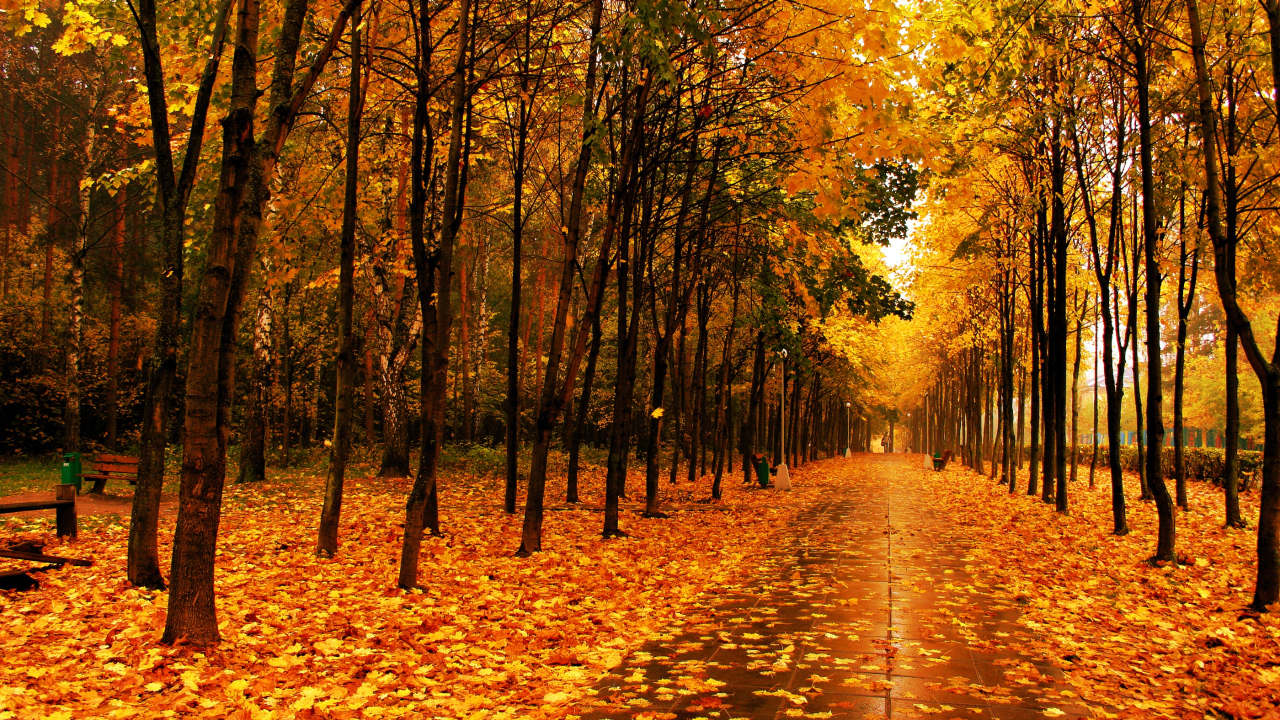 Walk in the autumn park