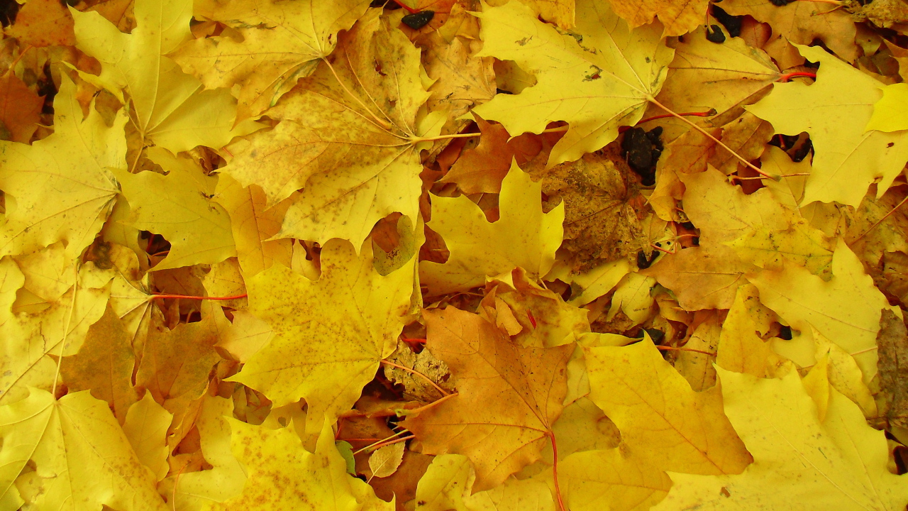 Фон из желтых листьев