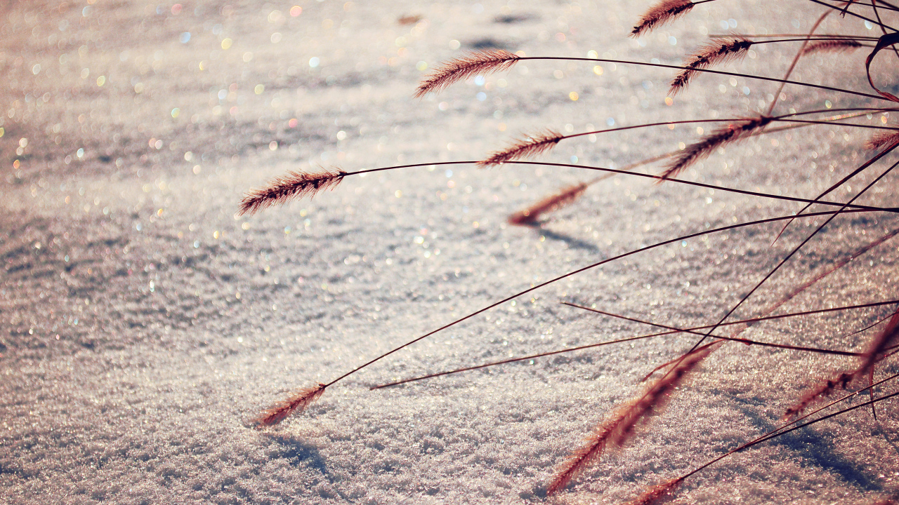  Dry grass from under the snow in spring