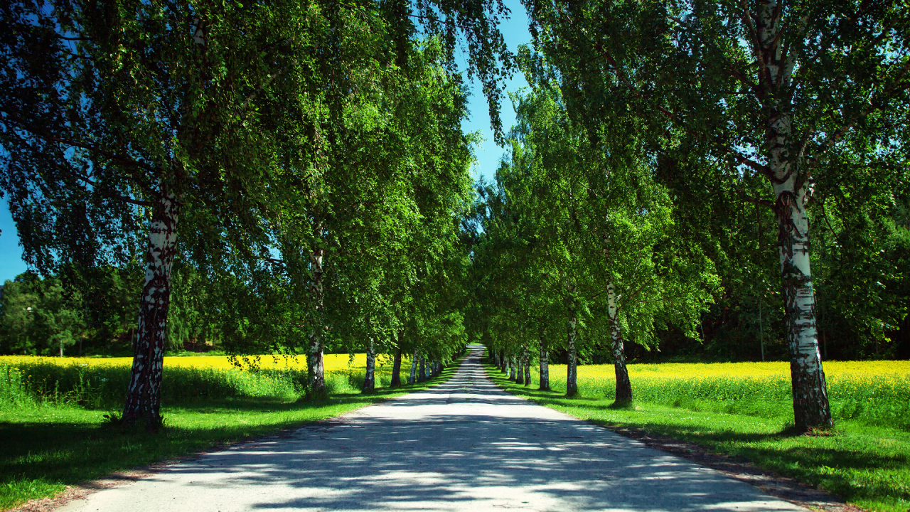 Дорога среди берез летом