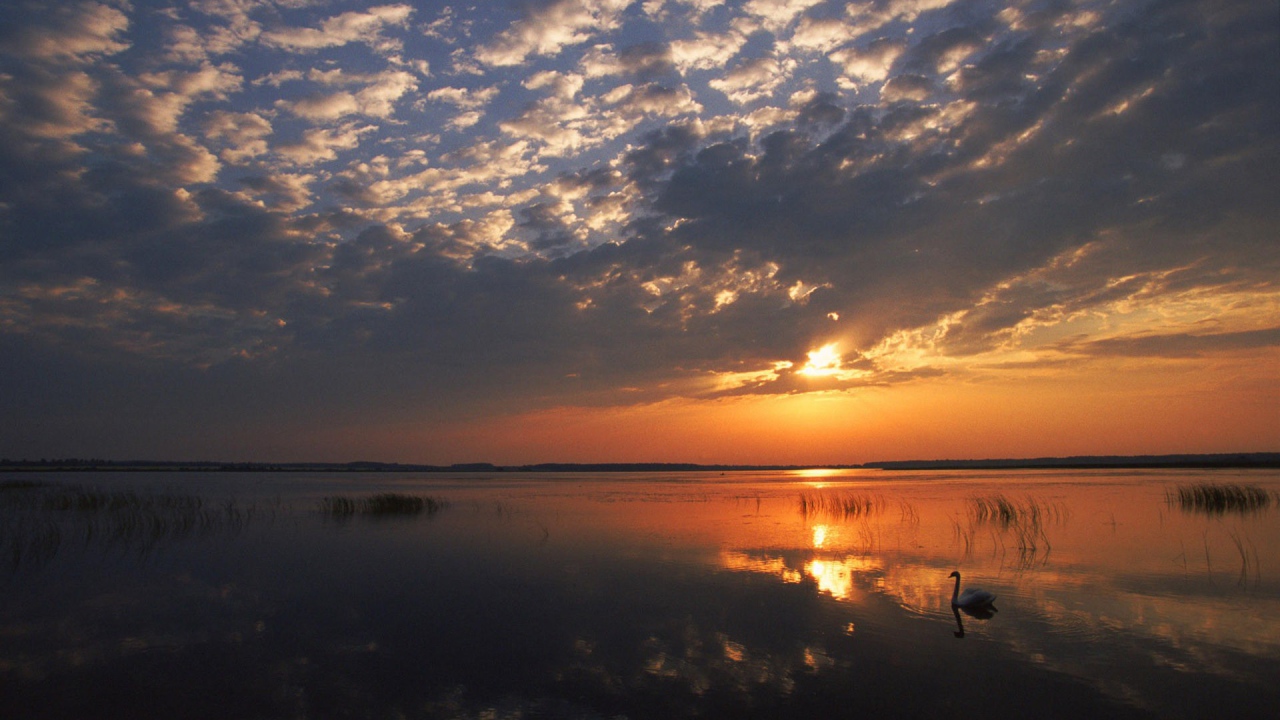 Одинокий лебедь на озере