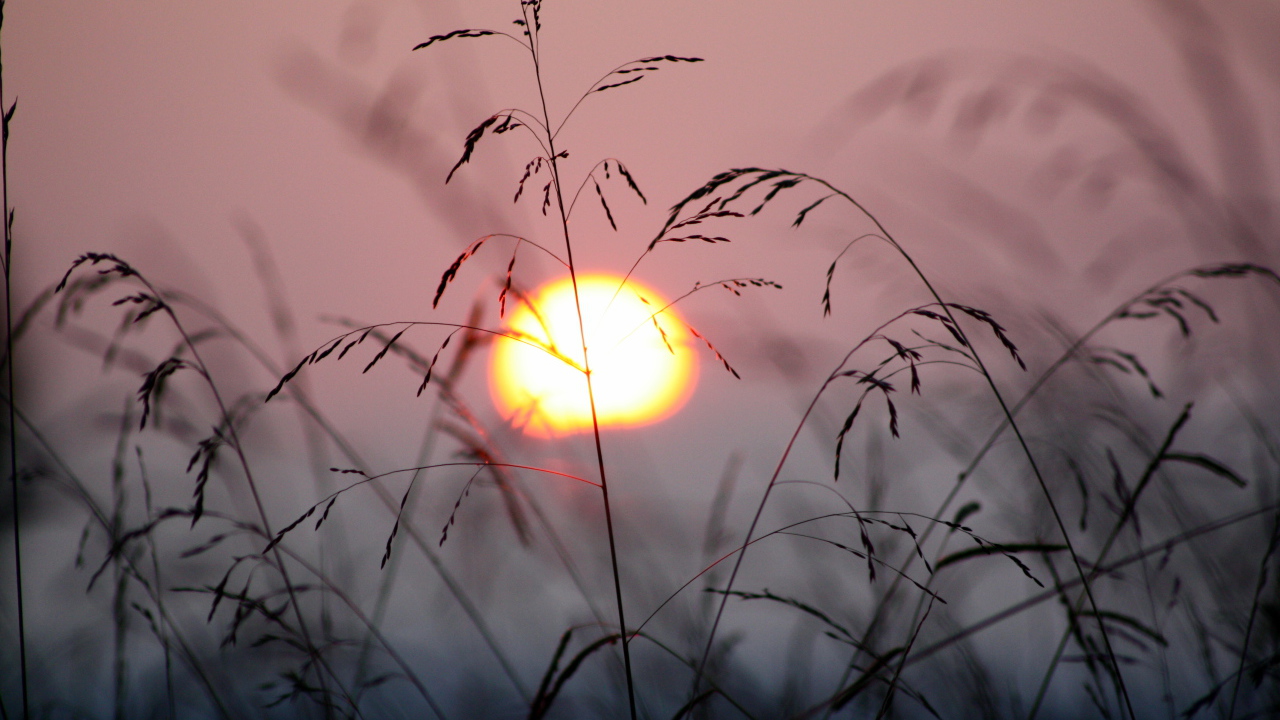 Закат в траве
