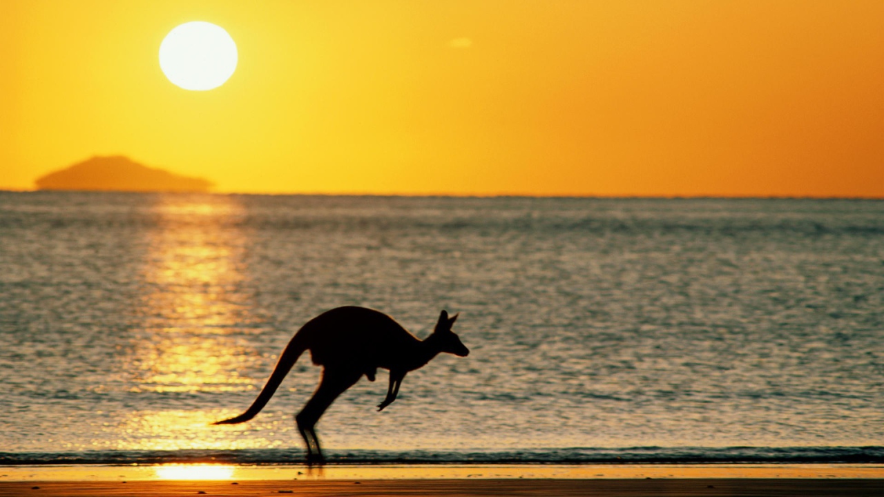 Закат с кенгуру