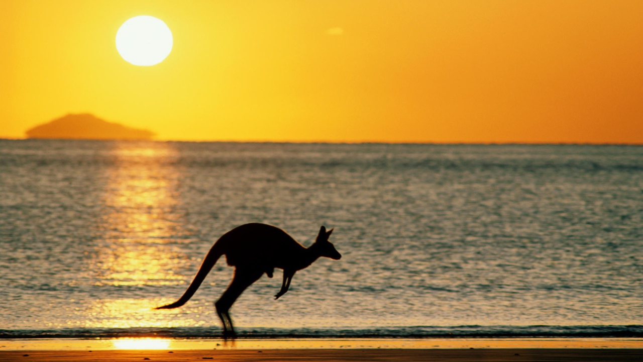 Закат с кенгуру
