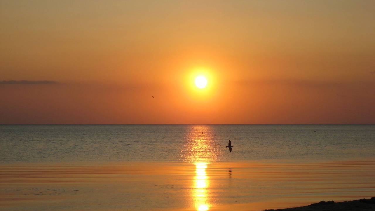 Птица над морем на закате