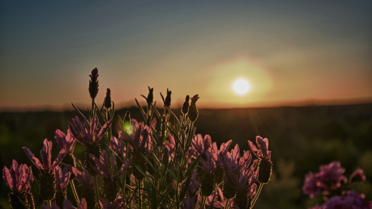 Цветы провожают солнце
