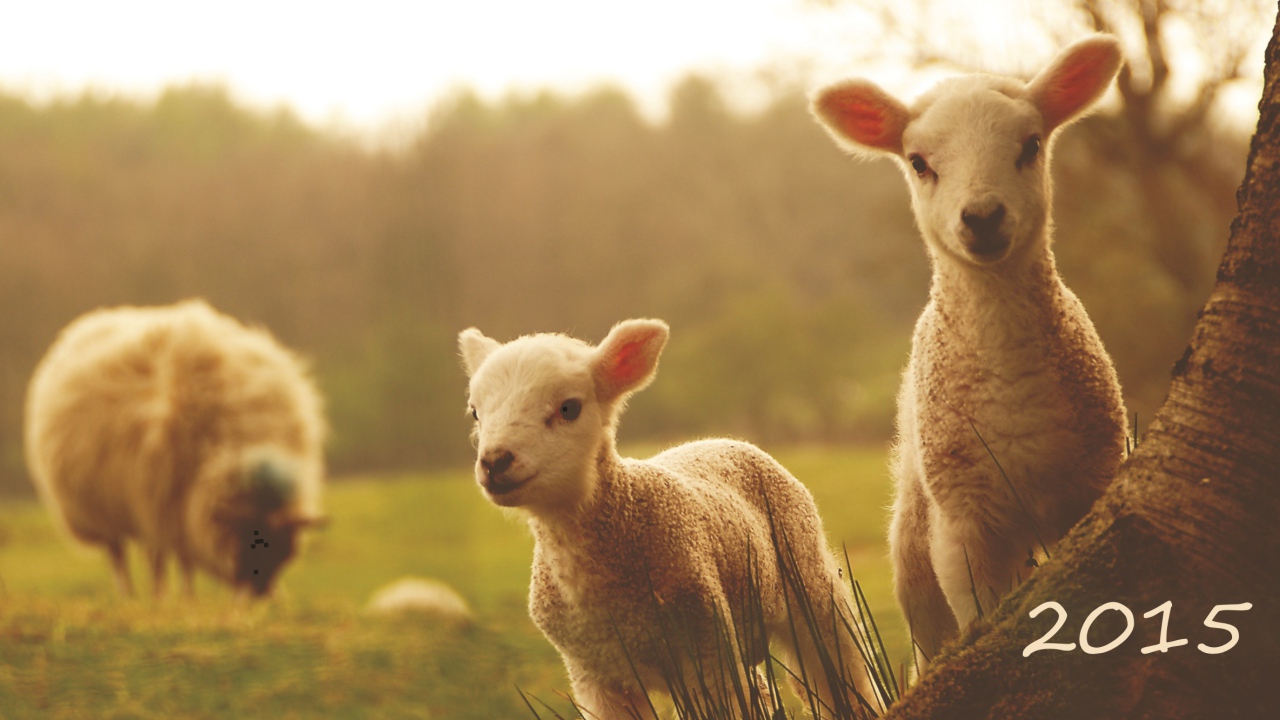 Новый Год 2015 овечки