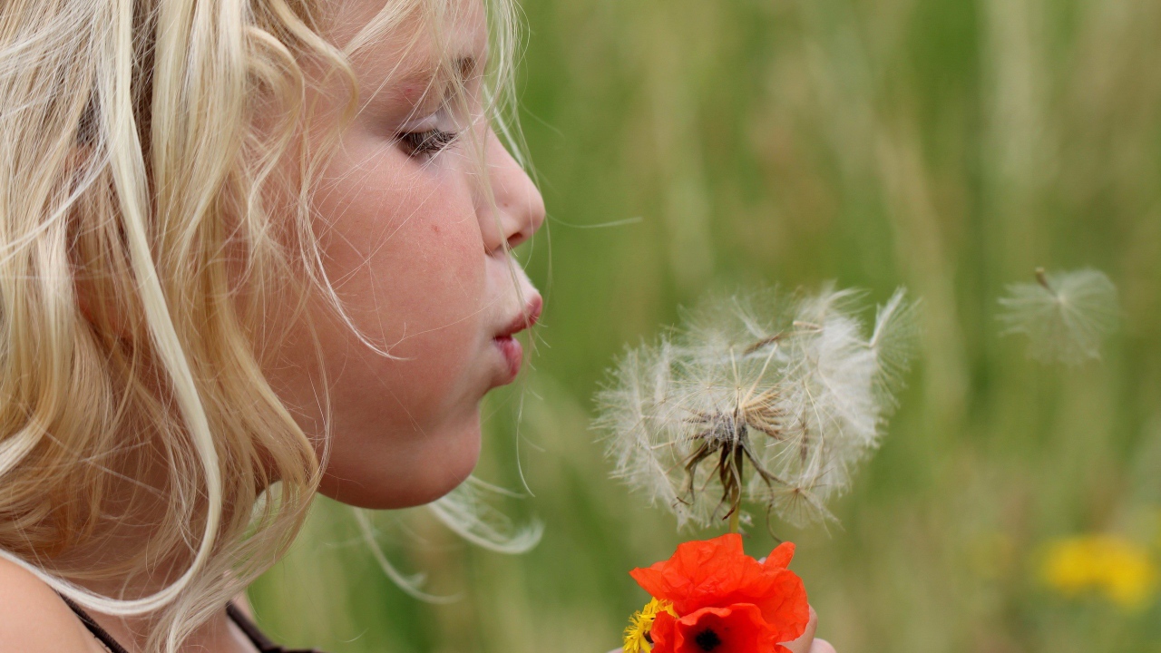 Девочка дует на цветок одуванчик