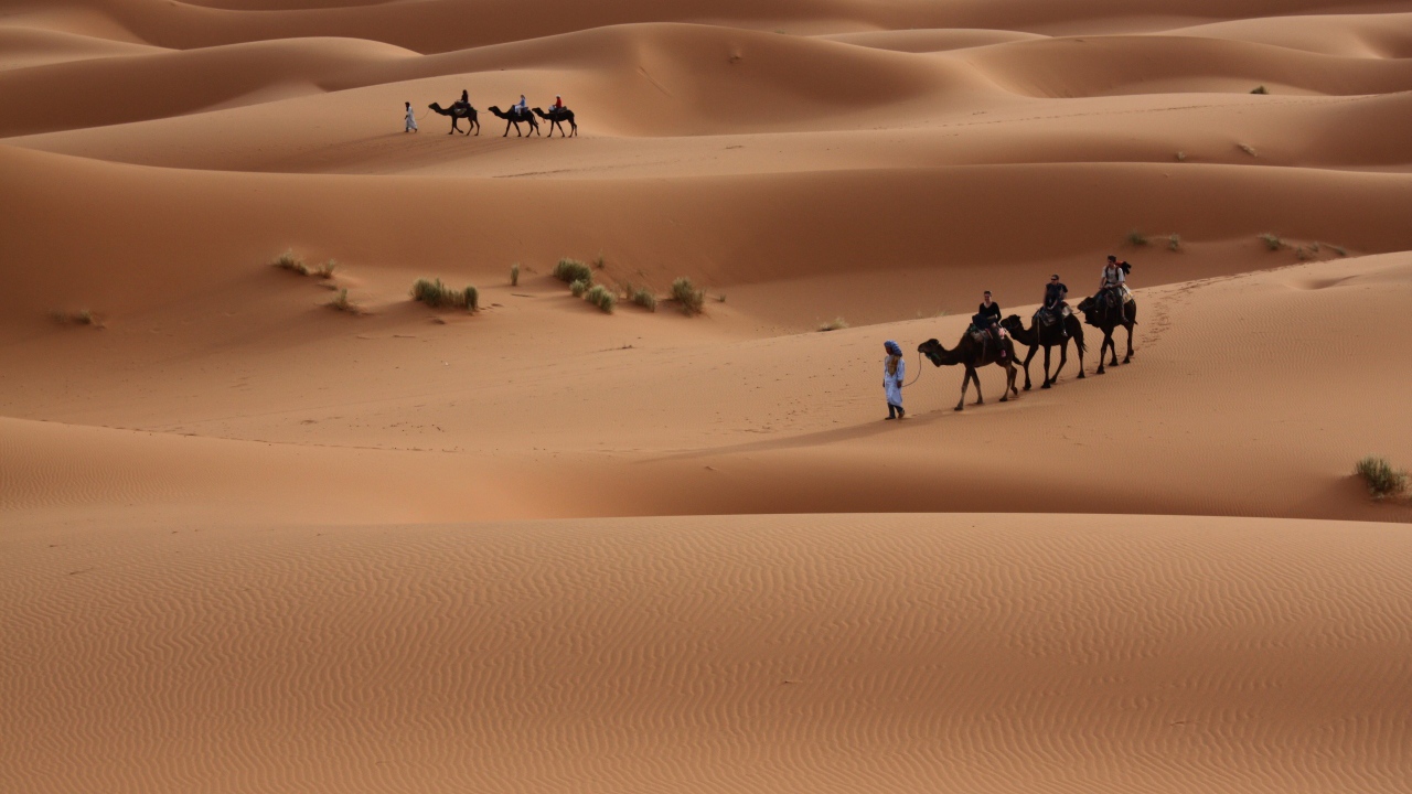 Поездка на верблюдах по пустыне