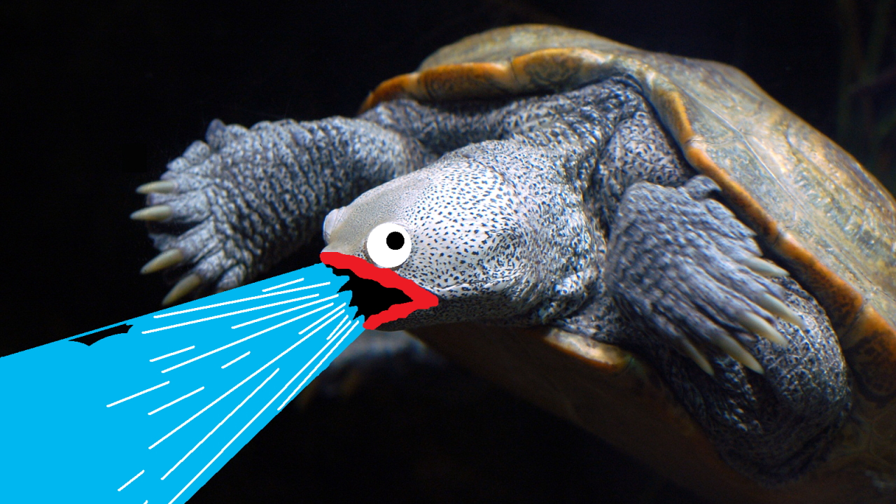 Черепаха изрыгает воду