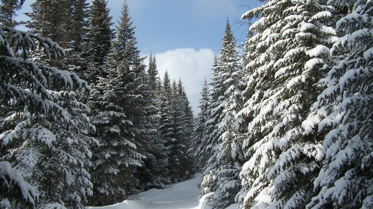 Еловый лес в снегу