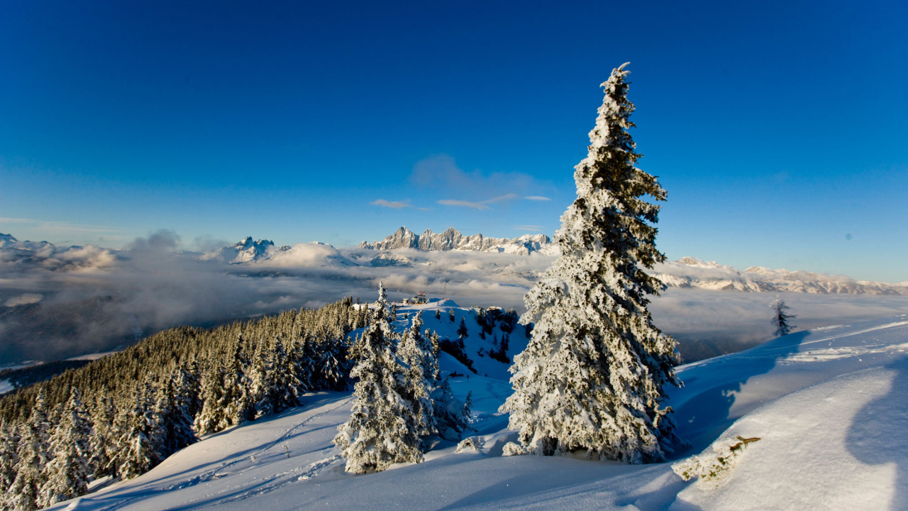 Заснеженная ель на горнолыжном курорте Шладминг, Австрия