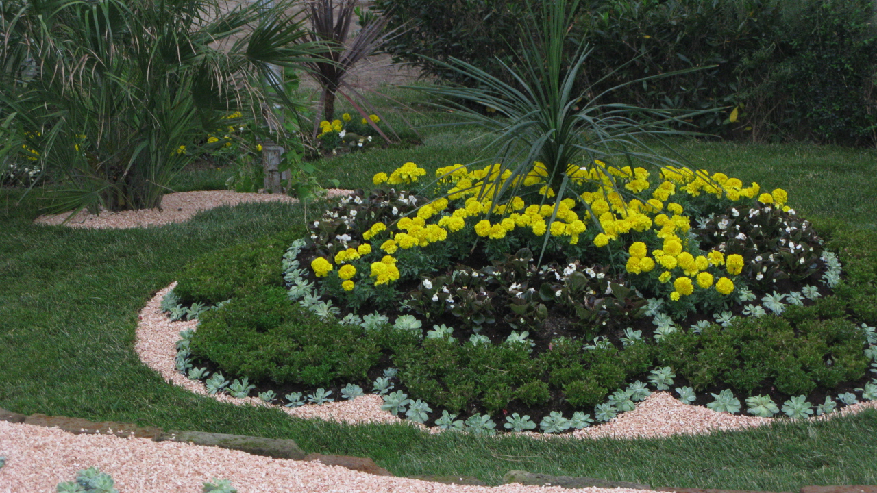 Желтые цветы на курорте Баден, Австрия