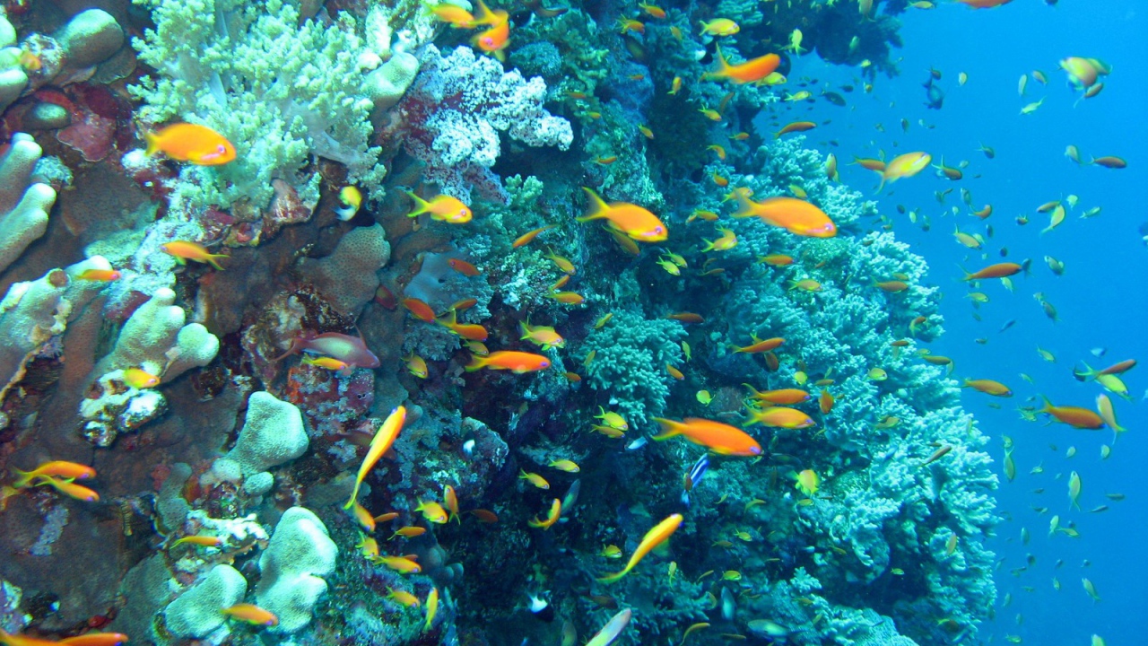 Морские красоты на курорте Марса Алам, Египет