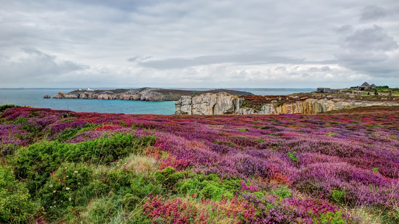 Цветущие поля в Бретань, Франция