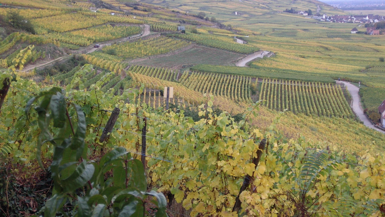 Бескрайние виноградники в Эльзасе, Франция