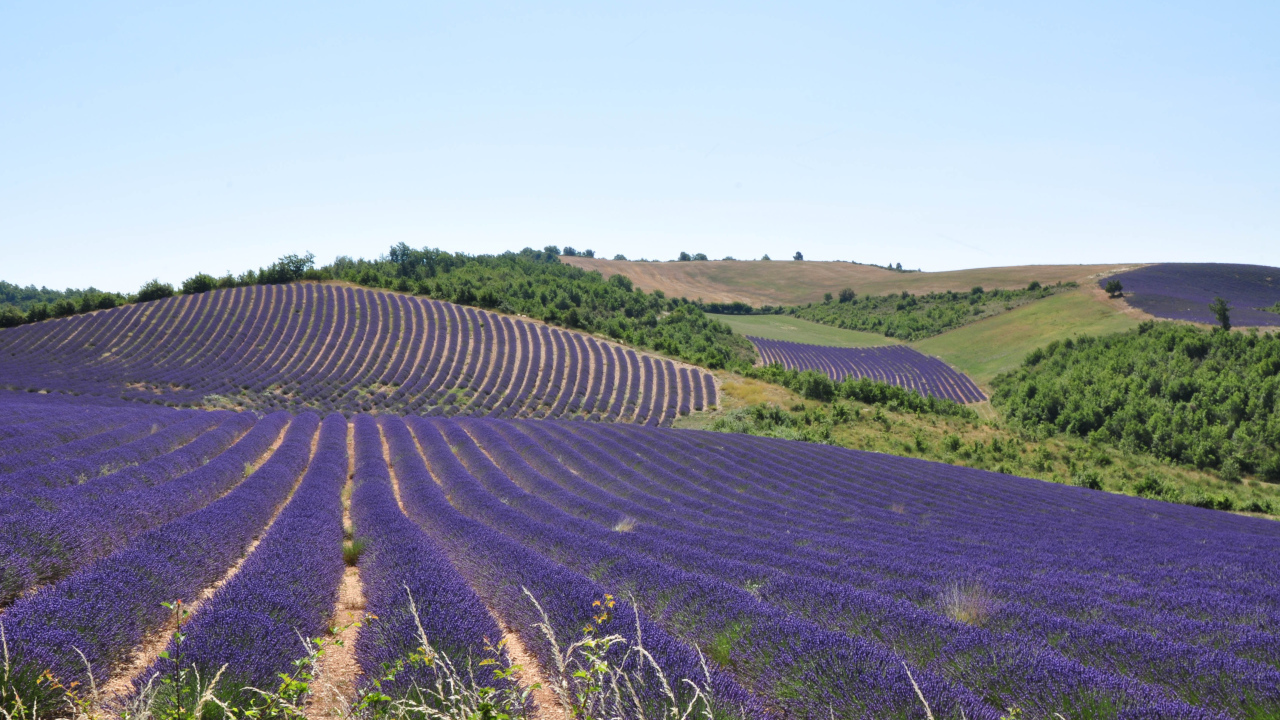 Лавандовые поля в Провансе, Франция