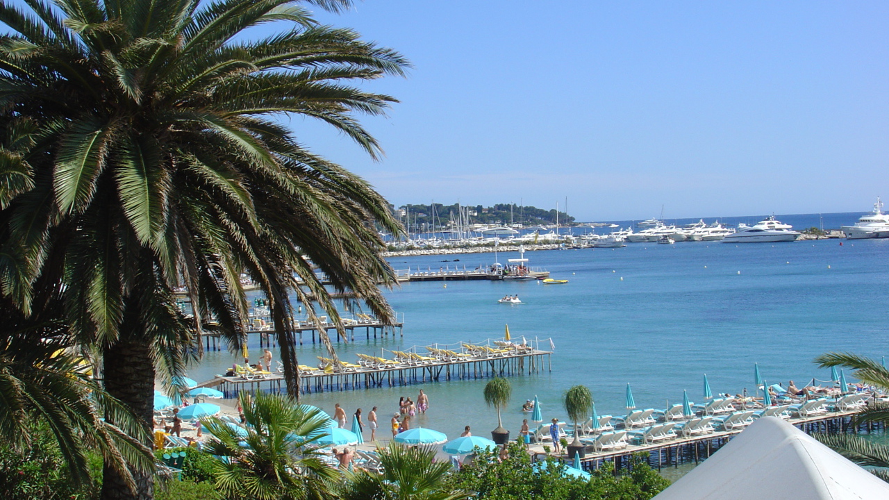 Пальма на фоне залива на курорте Антибы, Франция