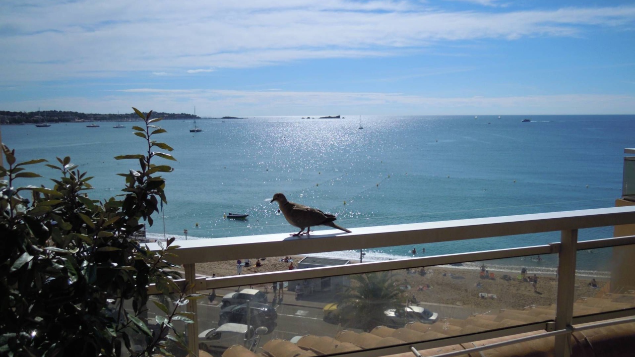 Голубь на балконе на курорте Порт Де Фрежюс, Франция