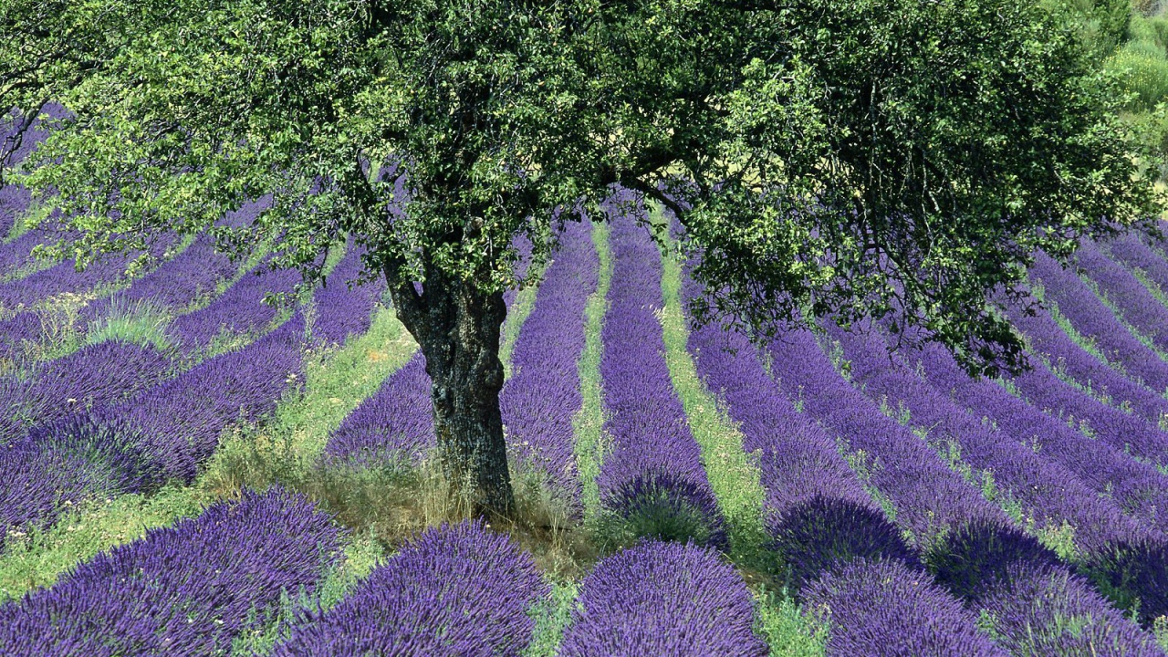 Дерево в поле в Провансе, Франция