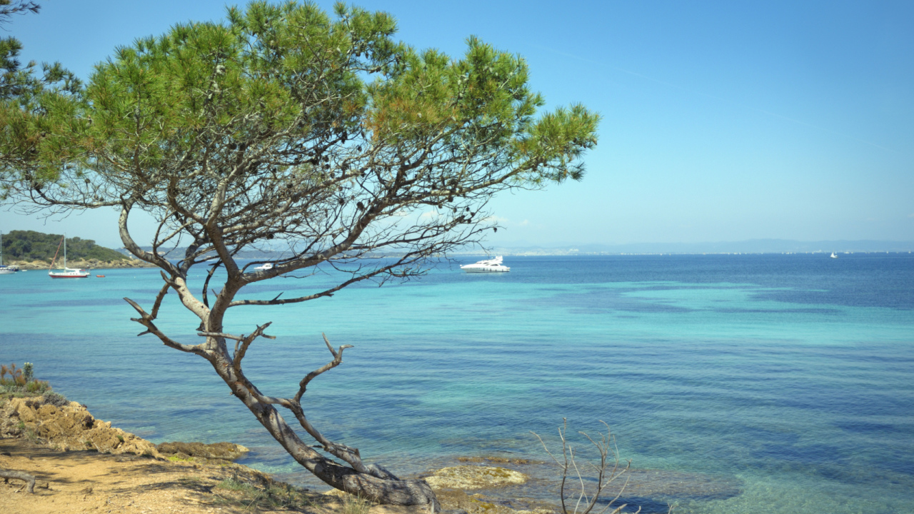 Дерево на пляже на Лазурном берегу, Франция
