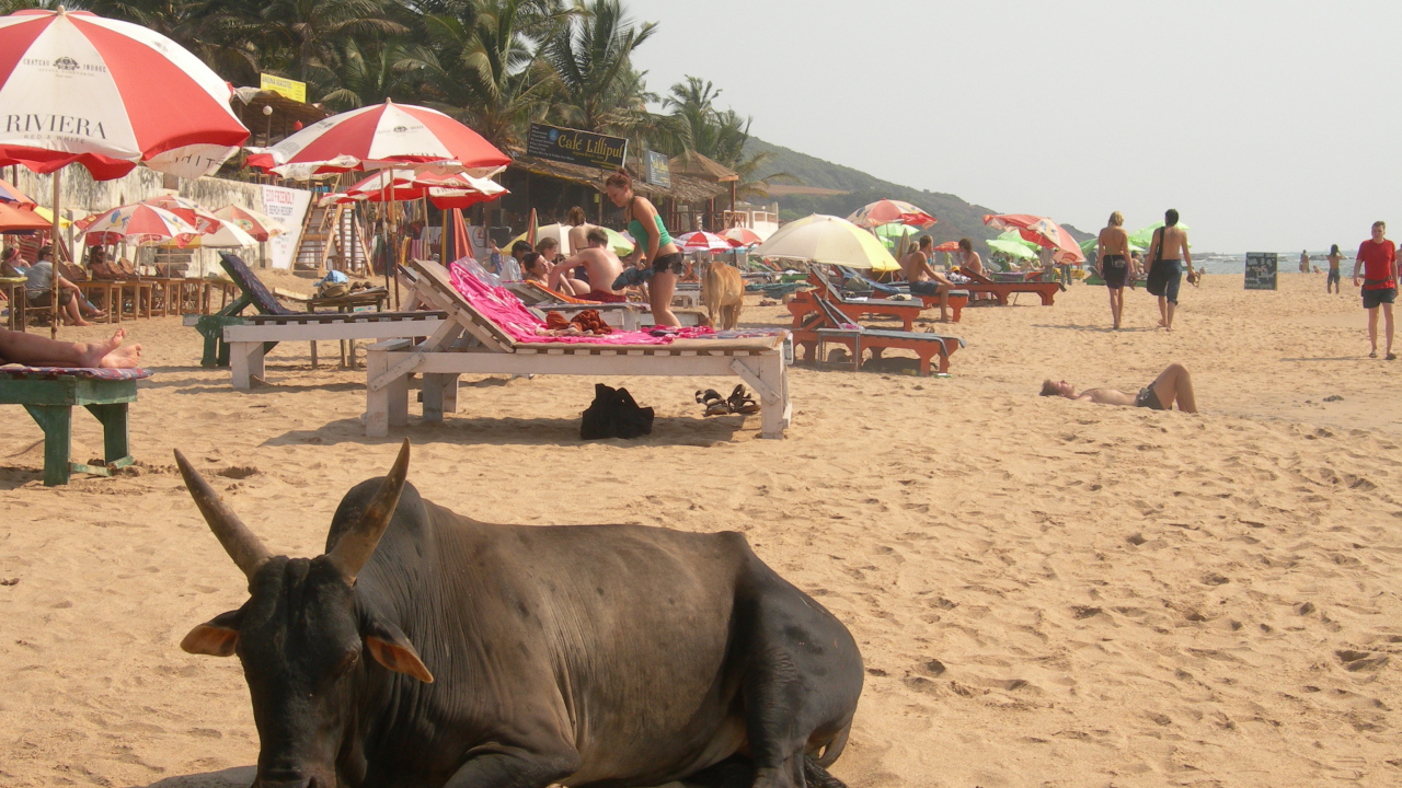 Корова на фоне туристов на пляже в Анджуне