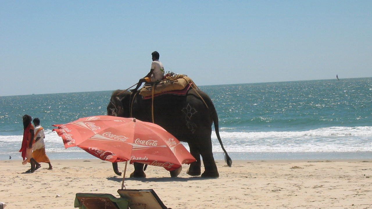 Слон на пляже в Бенаулиме