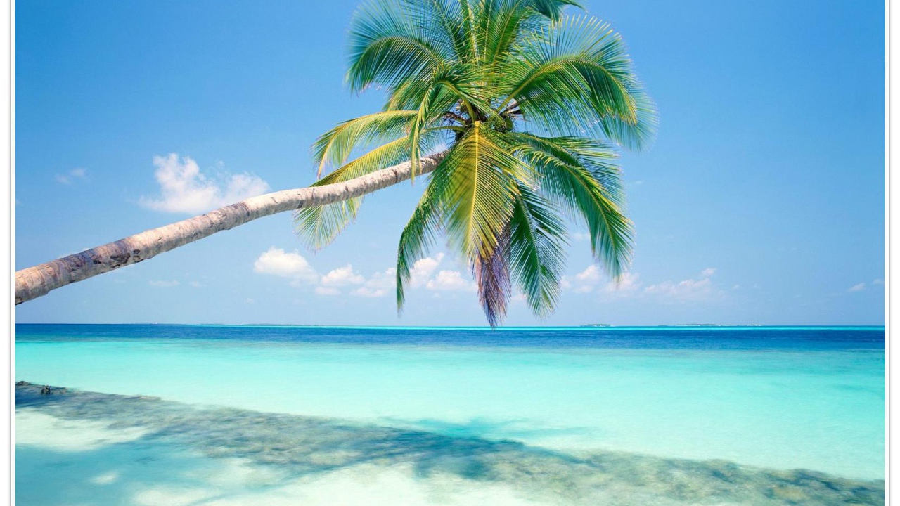 Пальмы в Гоа