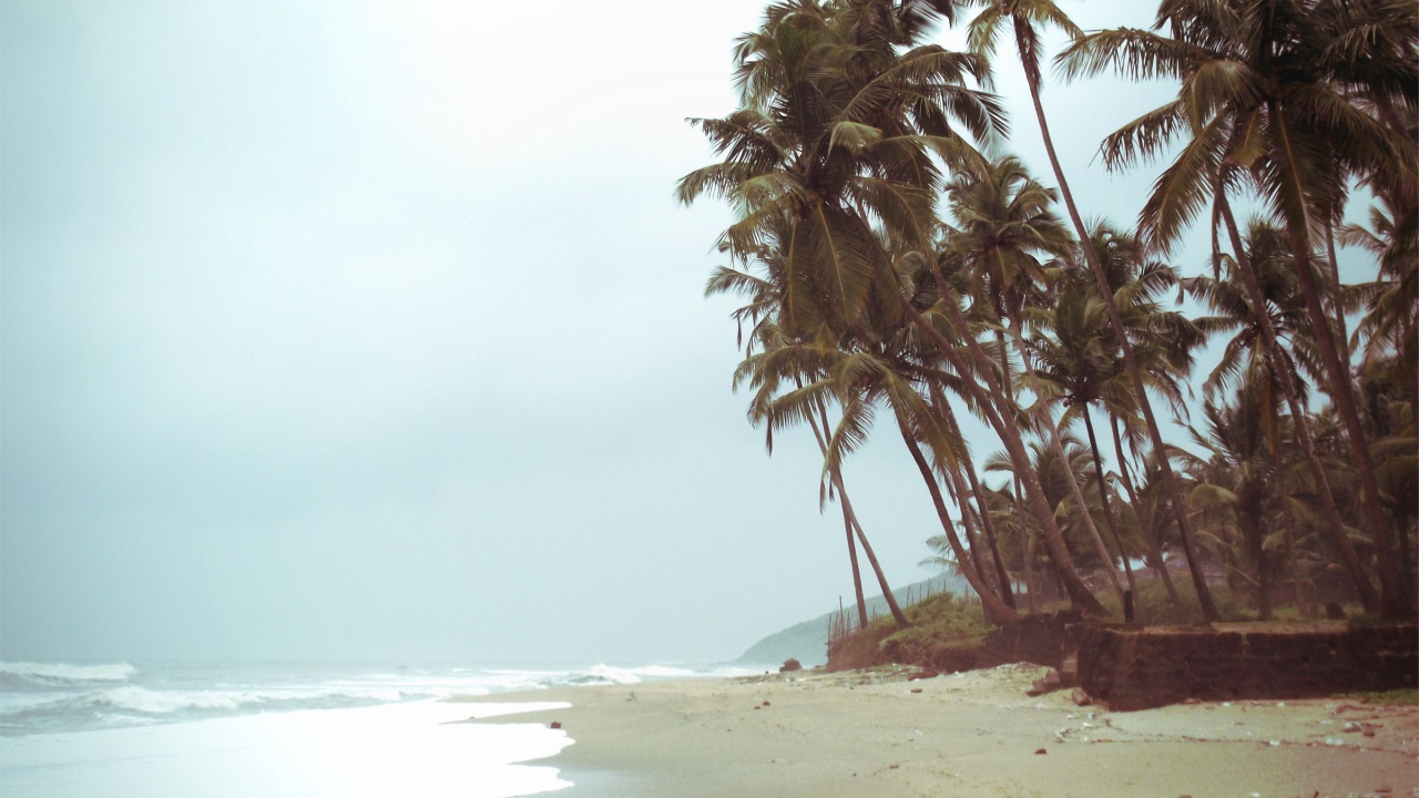 Высокие пальмы на пляже в Анджуне