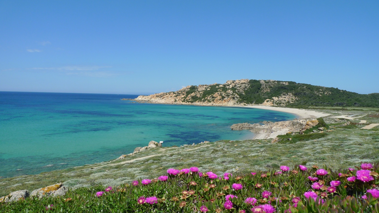 Цветы на берегу моря на острове Сардиния, Италия