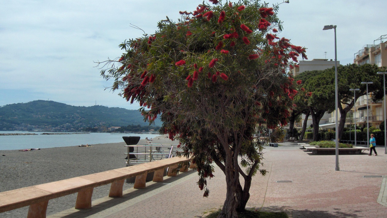 Дерево на пляже на курорте Сан Бартоломео Аль Маре, Италия
