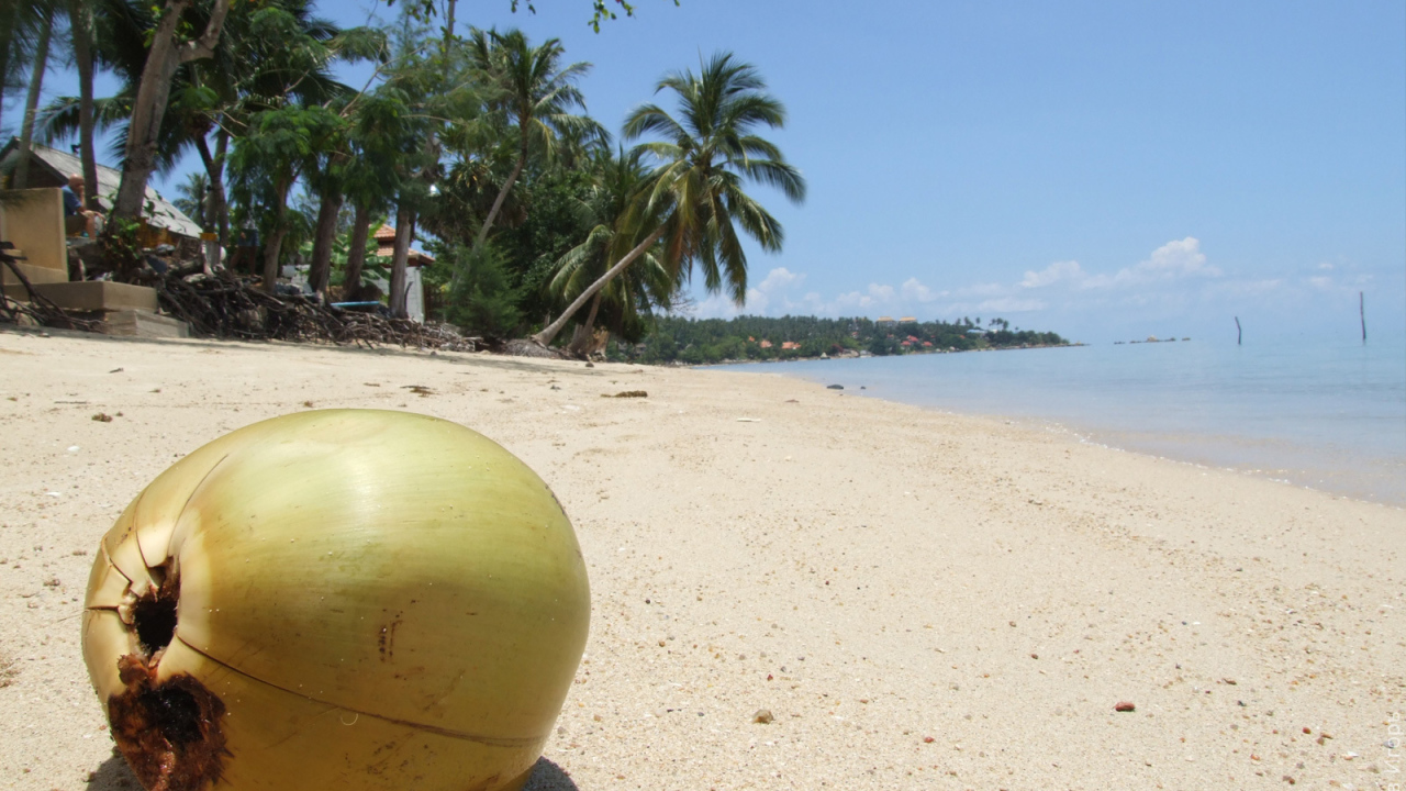 Кокос на пляже на острове Самуи, Таиланд