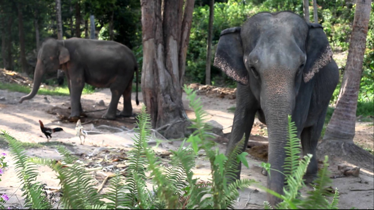 Слоны на берегу моря на острове Панган, Таиланд