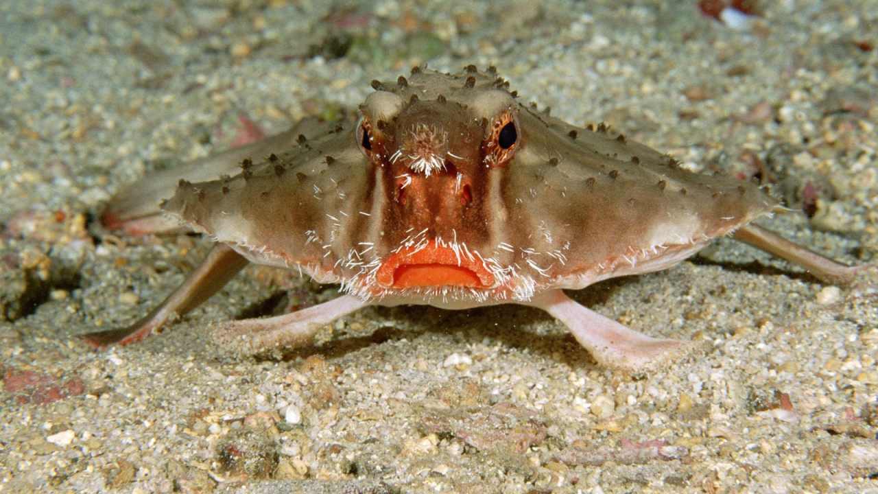 Краб в Коста-Рика