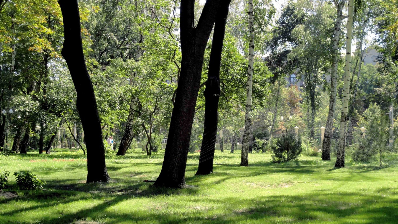 Леса в Харькове